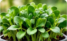 Alfalfa microgreens