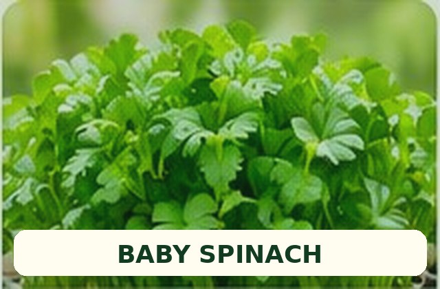 Fresh baby spinach leaves