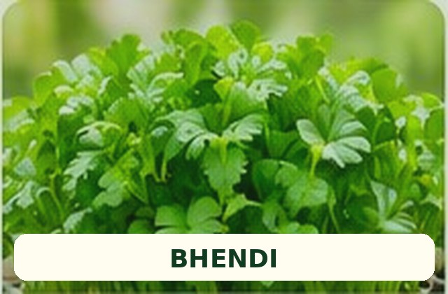 Fresh bhendi, also known as okra