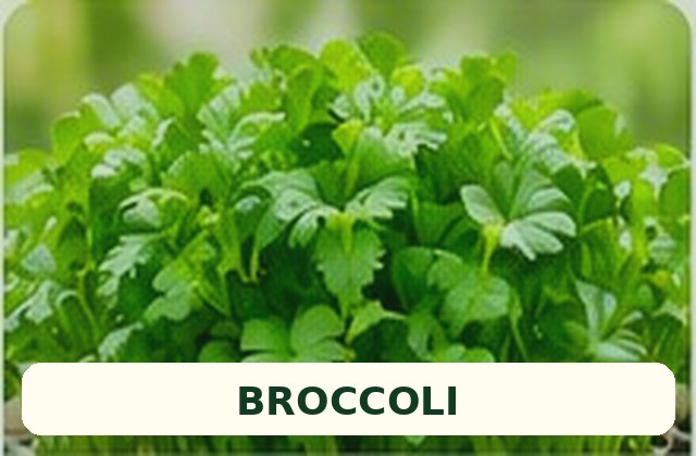 Fresh broccoli