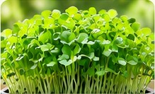 Clover microgreens