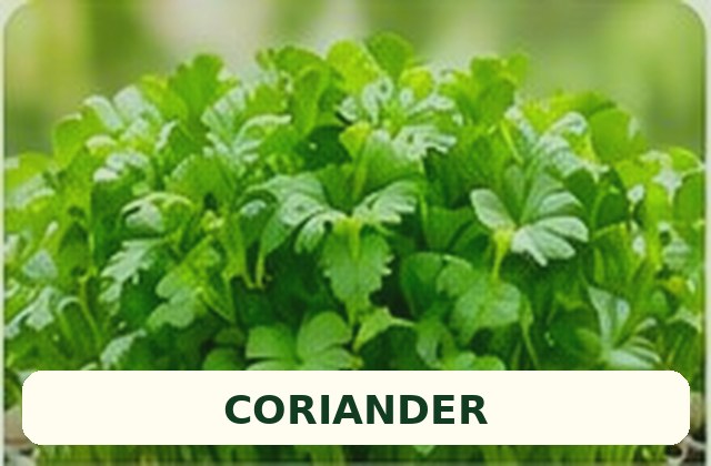 Fresh coriander leaves