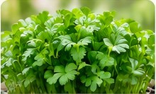 Fenugreek microgreens