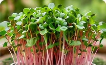 Radish microgreens
