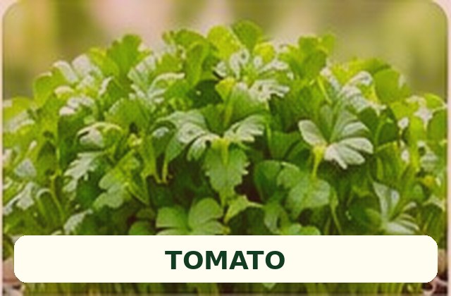 Fresh tomatoes